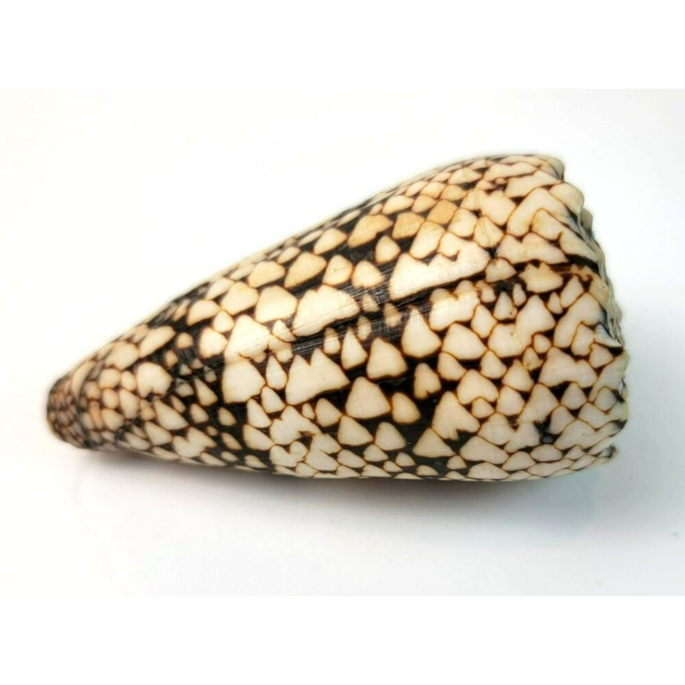 Large Conus Marmoreus Seashell Brown and White Ocean Decor JH1358 - Picture 8 of 10
